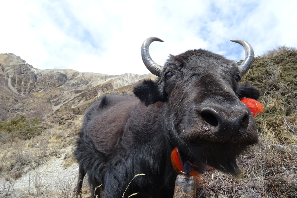 Yak, takové milé roztomilé a zvědavé zvířátko