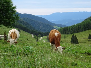 Slovenska planinska pot