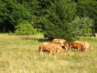 Slovenska planinska pot