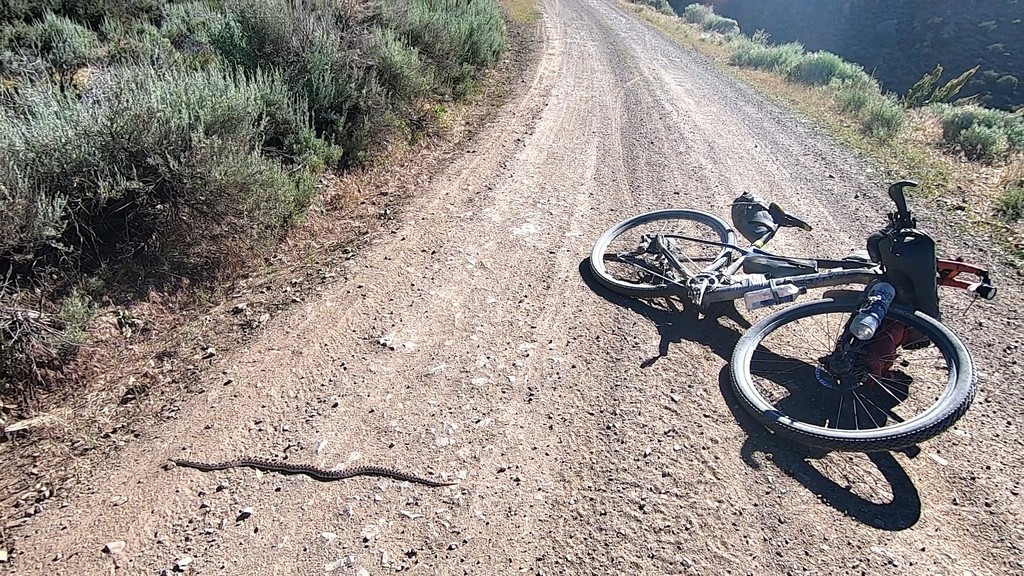 Markéta Marvanová a Adam Záviška se během závodu setkali se spoustou divokých zvířat, např. chřestýšem