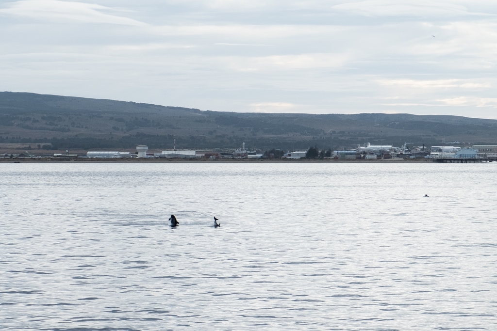 Skotačící delfíni nedaleko Punta Arenas