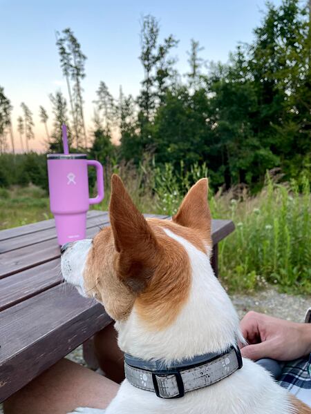 Hrnek Hydro Flask 40 oz All Around Travel Tumbler Uni - oceňuje ho i moje fenka